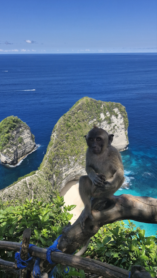 Long-tailed Macaque