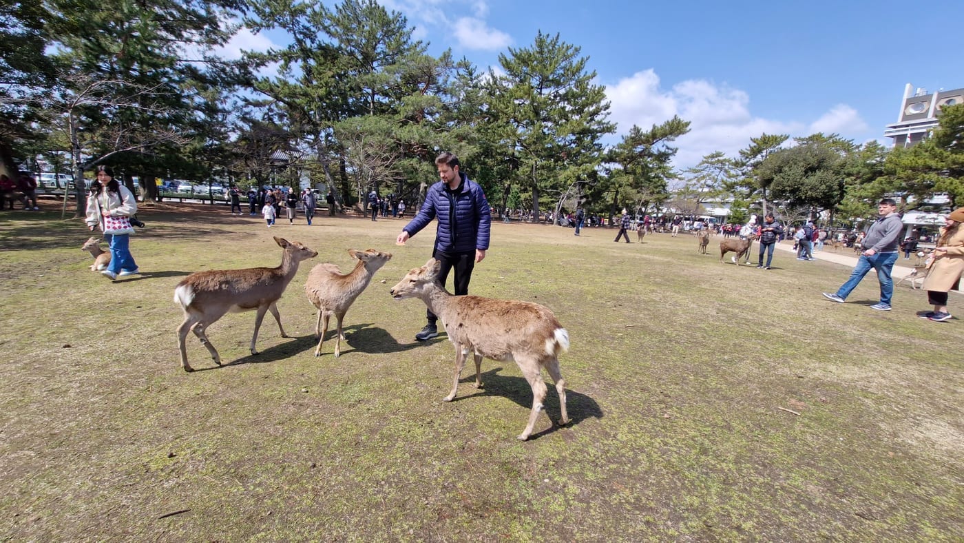 Sika Deer