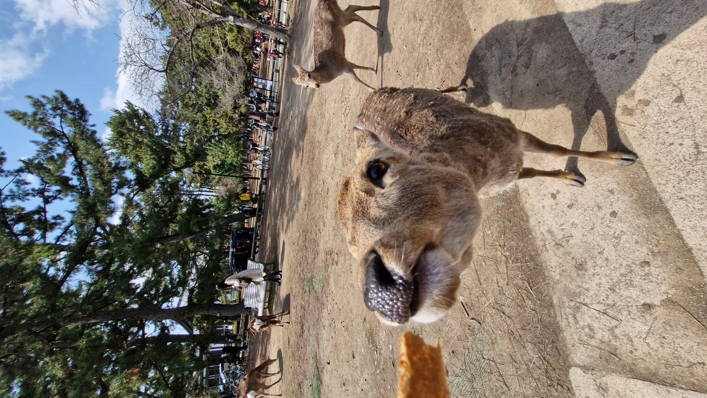 Sika Deer