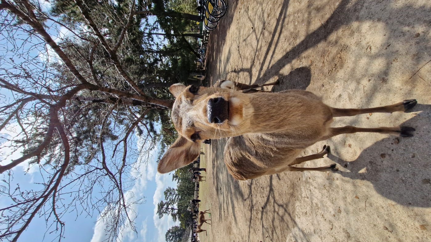 Sika Deer