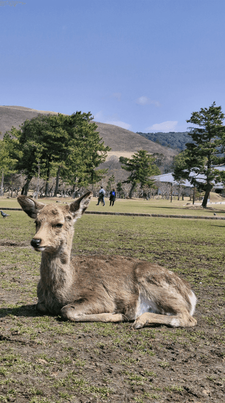 Sika Deer