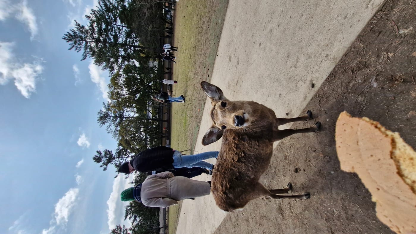 Sika Deer
