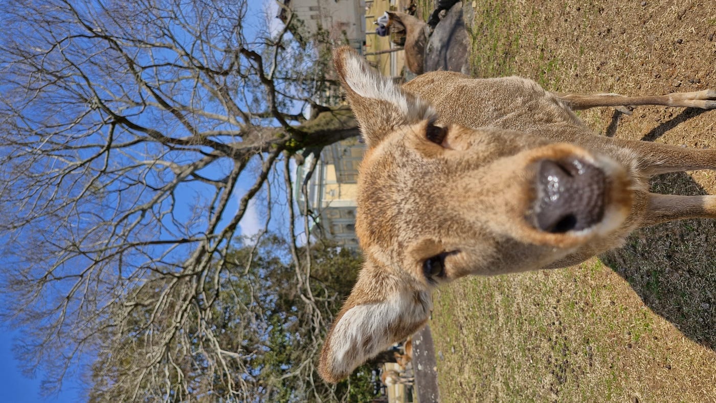 Sika Deer
