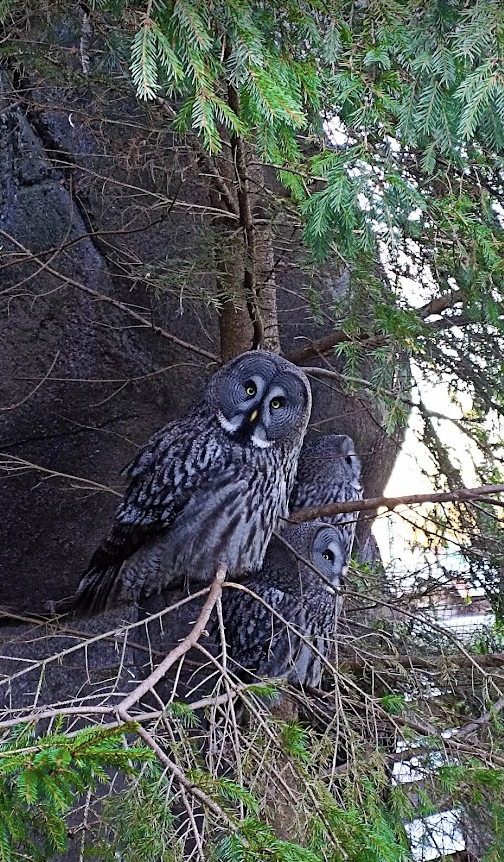 Great Grey Owl