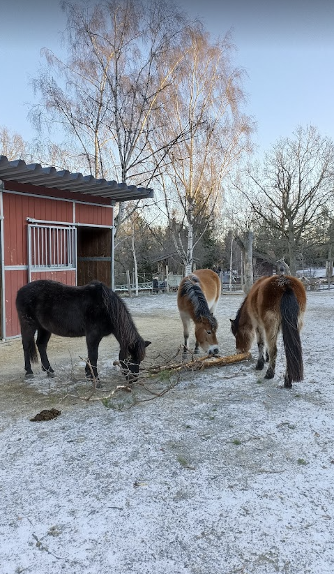 Gotland Pony